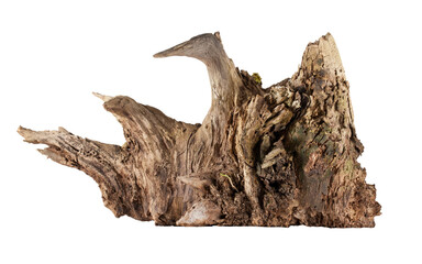 An old, dry, decayed tree root. Transparent background.