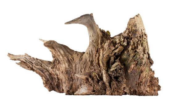 An old, dry, decayed tree root. Transparent background.