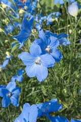 pied d'alouette, siberian larkspur