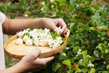 Jasmine flowers collected from the garden in bamboo baskets Thai people like to use jasmine to...