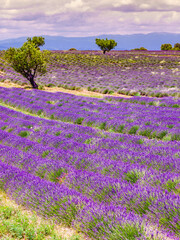Obraz premium Provence landscape with lavender fields, France