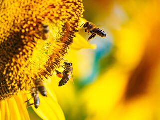 Honey bee collecting pollen at yellow flower. close up