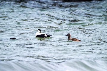 Common Eiders family training their ducklings on the Atlantic Ocean