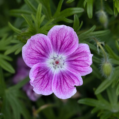 Fototapeta premium Closeup of a single flower of Geranium 'Elke' in a garden in early summer