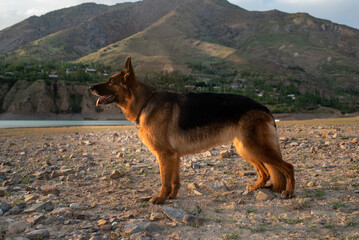 German Shepherd stands still on the shore of a mountain lake. Portrait of a sheepdog on rocky shore. Outdoor photo of obedient pet. High quality horizontal photo