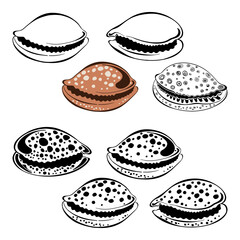 Shells. Hand drawn vector collection, 8 isolated  elements on white background. Perfect for decoration, invitation, card, poster and as a design element.