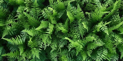 Fototapeta na wymiar Green fern plants, overhead view for botanical background, Ostrich fern growing in the forest