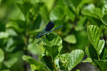 Blue dragonfly on a green leaf. Calopteryx splendens 
