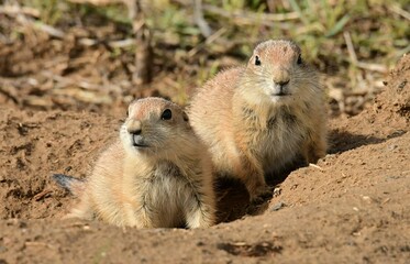 Naklejka na ściany i meble close up of two young black-tailed prairie dogs on top of their burrow at the rocky mountain arsenal wildlife refuge in commerce city, near denver, colorado 