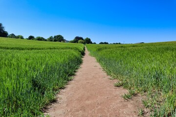 track through famers field with long green grass