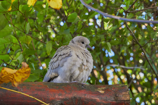 young gray pigeon,a little bird is sitting on a tree