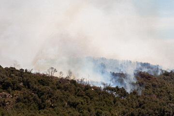 Panache de fumée d'un incendie de forêt