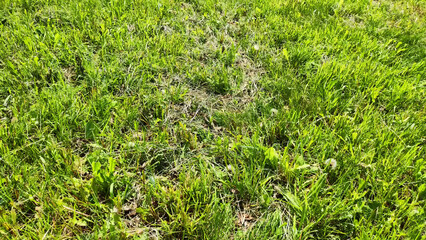 Background with green grass, plants, leaves, greenery on a summer or spring day. Background, natural texture, pattern, frame and copy space