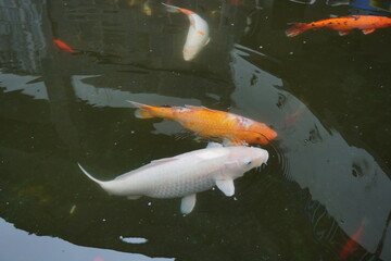 Koi carp swimming in the fish pond.