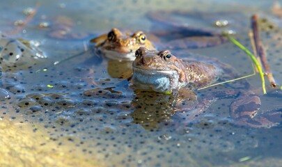 European Common brown grass Frogs Rana temporaria eggs