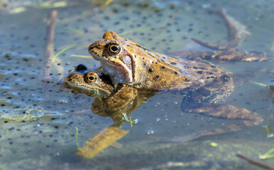 European Common brown grass Frogs Rana temporaria eggs