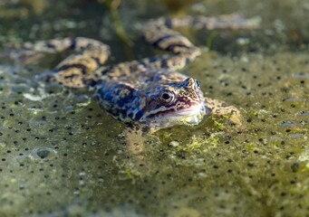 European Common brown Frog Rana temporaria with eggs