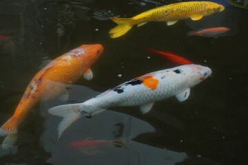 Koi carp swimming in the fish pond.
