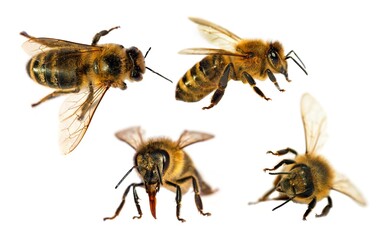 four bees honeybees Apis Mellifera isolated on white