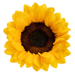 Yellow sunflower flower on white background, Sunflower on white PNG File.
