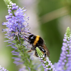 macro of a bumblebee getting pollen from a purple flower