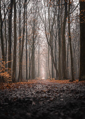 dark and moody fall forest path with a low angle view and fog