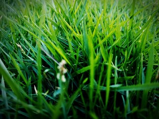 green grass 