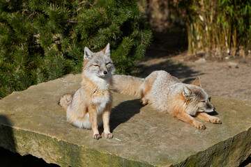  desert foxes resting on a rock in a desert environment