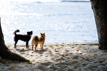 Two purebred dogs are standing on the sand by the beach. Sunlight came from behind.