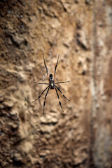 macro of black spider sitting in the middle of its web in a desert environment 