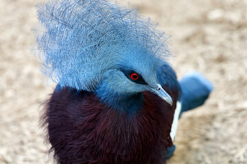 headshot portrait of a Victoria crowned pigeon bird with red eyes and blue feathers as macro in the...