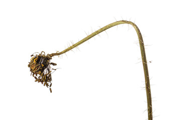 Dry poppy on a white background