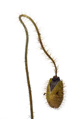 Dry poppy on a white background