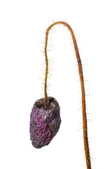 Dry poppy on a white background