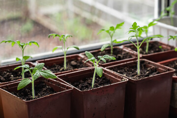 Small seedlings of lettuce growing in cultivation tray
