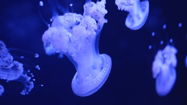 High quality animation of glowing cosmic cyan blue Jellyfish sea jelly peacefully swimming in deep dark ocean aquarium lion mane Cyanea capillata BC, Canada Vancouver Aquarium, BC, Canada