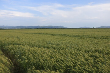 A lush field of green wheat, illustrating the beauty and tranquility of rural landscapes