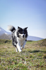 Border collie is running on the field. He is so crazy dog on trip.
