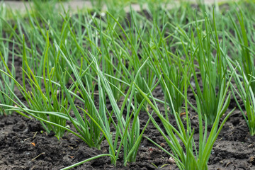 Beautiful onion plants on the farm. Green onions growing in the field.