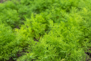 Fresh dill Anethum graveolens growing on the vegetable bed.