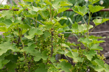 Green currant leaves with water drops in the spring rainy day as a natural background
