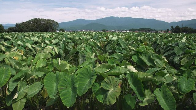 大野市の名産 上庄のさといも 里芋 サトイモ 夏 収穫前