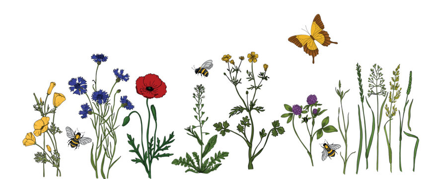 Summer meadow plants and insects. Colorful wildflowers, bumblebees and butterflies on a white background. Floral natural pattern vector flat illustration.
Formats Vector images
