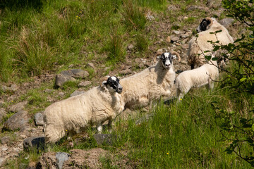 sheep and lamb in Scotland