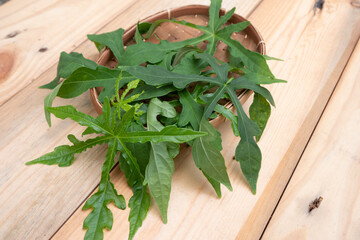 Abelmoschus manihot leaves in Indonesian it is called gedi leaf or pepaya jepang, the leaves resemble papaya leaves and have many health benefits and are often used as traditional herbal medicine