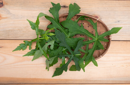 Abelmoschus manihot leaves in Indonesian it is called gedi leaf or pepaya jepang, the leaves resemble papaya leaves and have many health benefits and are often used as traditional herbal medicine