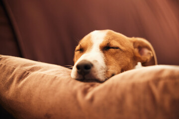 Dog on sofa, sleep and peace in home for happy pet in comfort and safety in living room. Tired Jack...