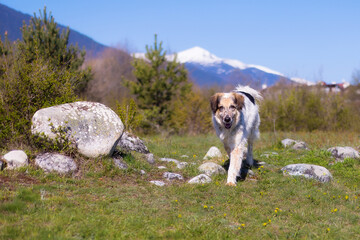 Happy big dog running in the park, springtime