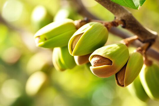 Close up illustration of organic nuts pistachios