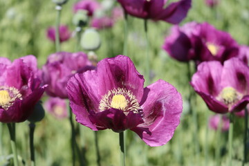 Field of purple poppy flowers